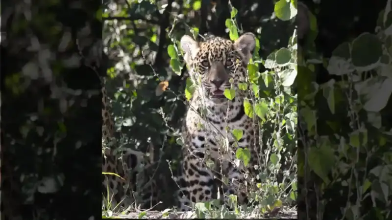 Rewilding Argentina confirma nuevos nacimientos de yaguareté en El Impenetrable 1770303766244 - 1