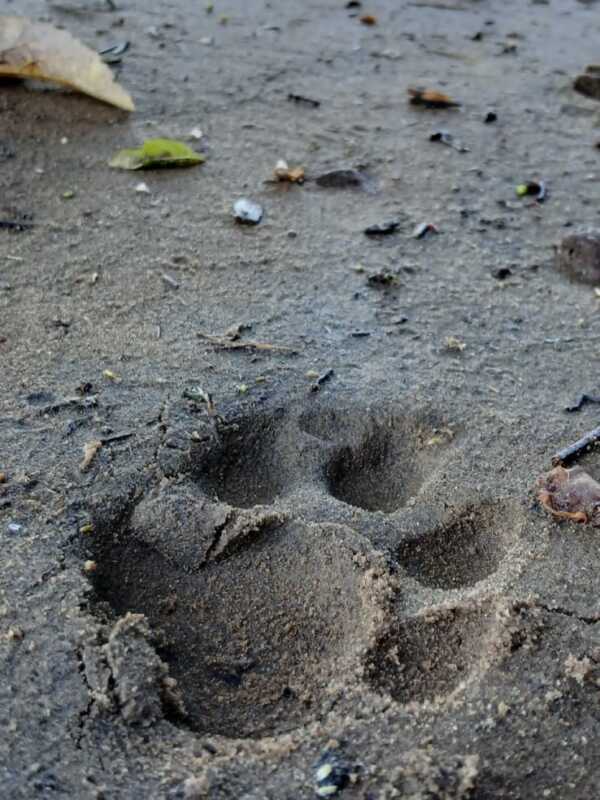 Avistaje de yaguareté con crías en el Parque Nacional Iguazú 4 Importante avistaje de yaguareté y sus crías en el Parque Nacional Iguazú