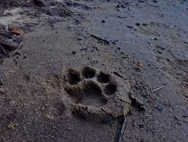 Avistaje de yaguareté con crías en el Parque Nacional Iguazú 628044200 18071506076396157 4683145905901999519 n e1770327892493 - 3