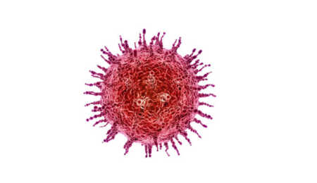 Virus Nipah: qué es, cómo se transmite y por qué preocupa virus
