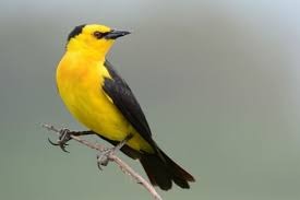 Misiones impulsa el avistaje de aves en el Parque de la Ciudad de Posadas 1 El avistaje de aves gana espacio como atractivo turístico en Misiones.