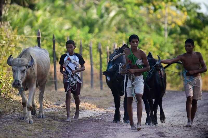 Brasil redujo el trabajo infantil en 2025: el mejor registro desde 2017 HA0Ijv6X0AABY1r - 2
