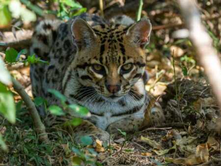 Del monte jujeño al Iberá: histórico traslado de un ocelote silvestre HA luyUbgAAlbcP - 6