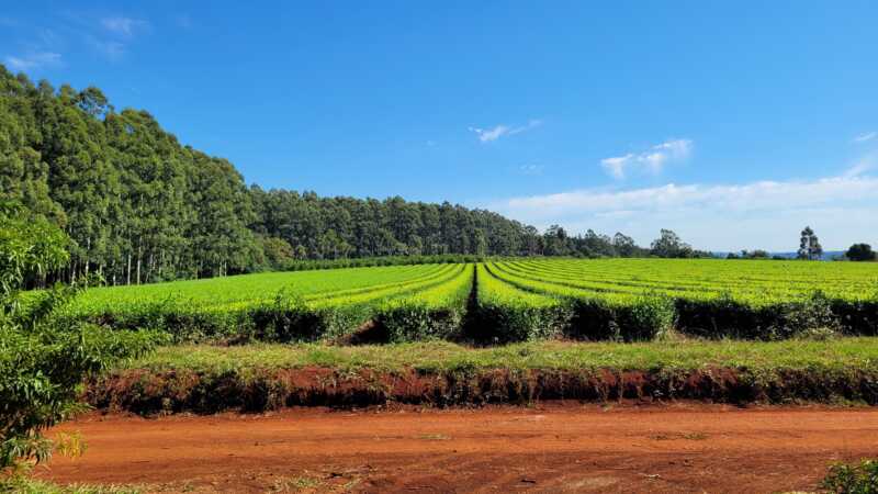 Más productores venden sus chacras en Misiones por baja rentabilidad y surgen consultas desde Europa 3 Misiones chacras