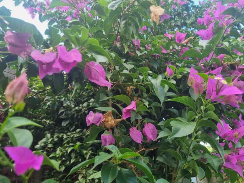 Cómo mantener tus plantas vivas en olas de calor y sol fuerte 2 Cómo proteger tus plantas durante las olas de calor de verano