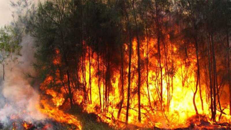 incendios forestales