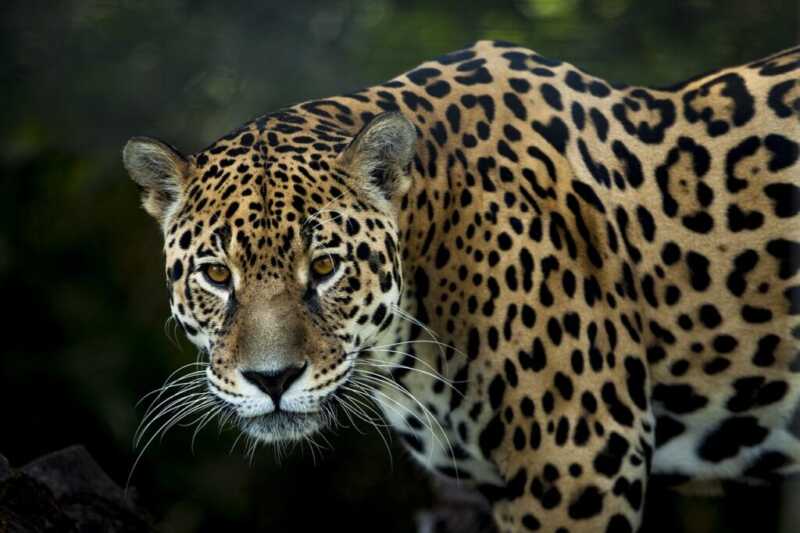 Rewilding Argentina confirmó el nacimiento de una nueva cría de yaguareté en Iberá. La población silvestre ya alcanza los 50 ejemplares.