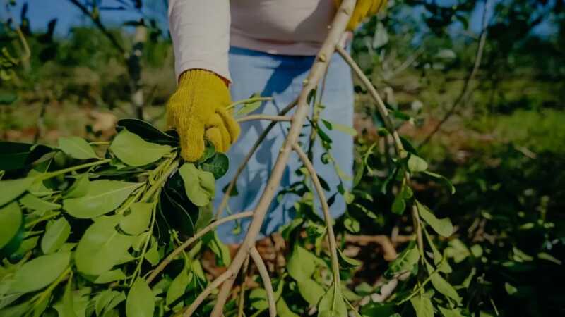 Ana Cubilla advirtió sobre la crisis yerbatera y reclamó volver a regular el precio de la hoja verde 1 La crisis de la yerba mate llegó al Congreso: productores alertaron sobre precios históricos bajos y falta de intervención del Instituto Nacional de la Yerba Mate.