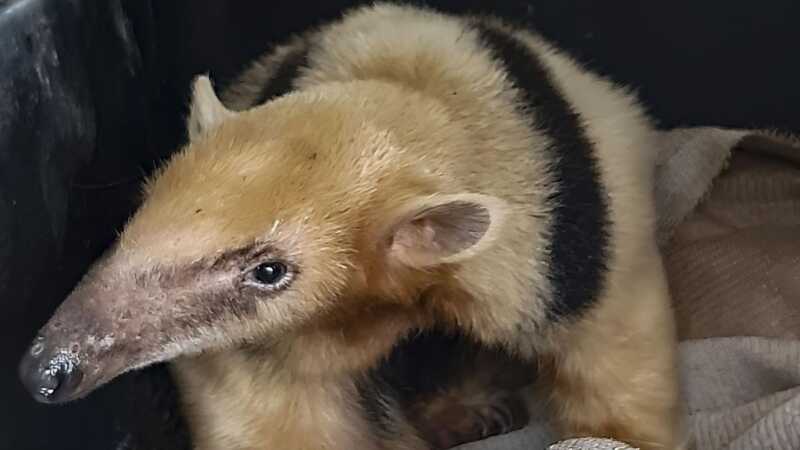 Liberan fauna silvestre rehabilitada en el Parque Provincial Moconá 2 fauna