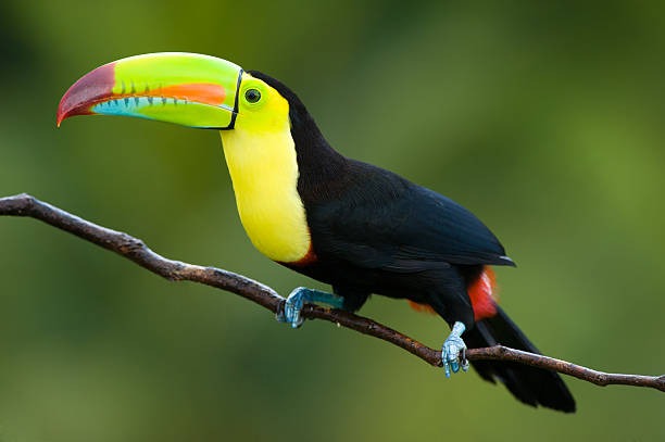 Liberan fauna silvestre rehabilitada en el Parque Provincial Moconá fauna