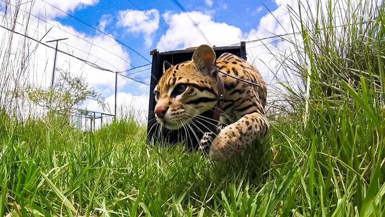 Histórica liberación en Iberá fortalece la recuperación del ocelote en Argentina