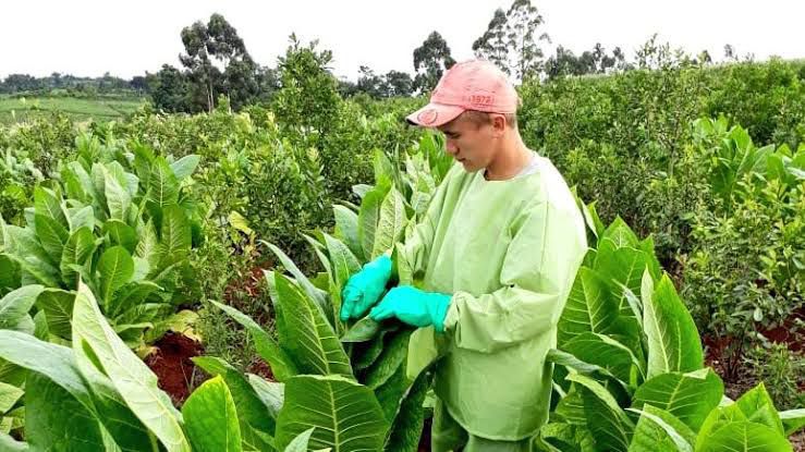 Bloqueo a la CTM: productores tabacaleros advierten que la mayoría necesita entregar su cosecha Productores tabacaleros esperan poder entregar su producción en plena zafra mientras continúa el bloqueo a la CTM.