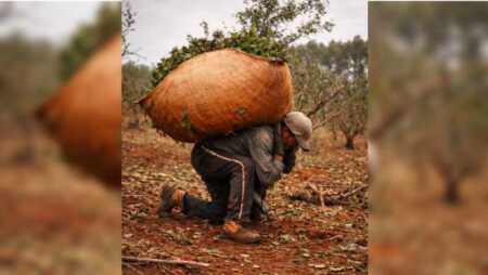 Cada 17 de junio se reconoce la labor de los tareferos, protagonistas esenciales de la cosecha de yerba mate y de la economía misionera.