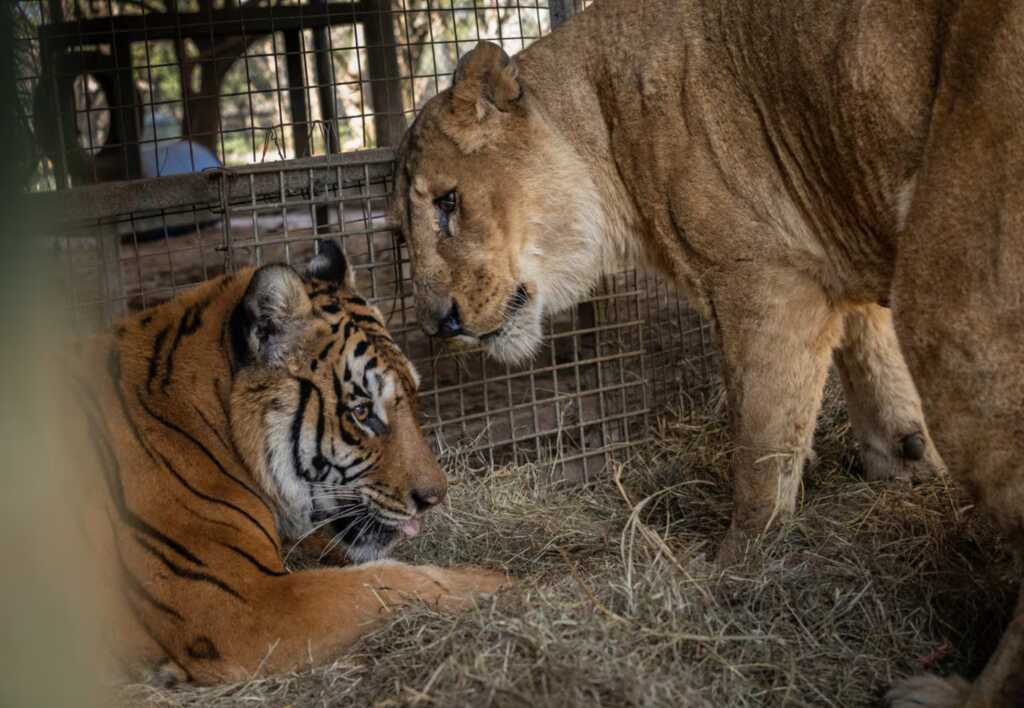 El Zoológico de Luján inicia el cierre definitivo con el envío de animales a Europa tigres y leones entre los animales del zoo de lujan rescatados foto gentileza four paws O2QKFXZTHRF3DKNHUNBEF7DXAE - 1