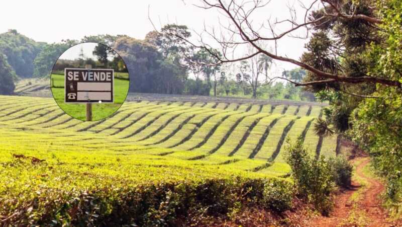 Más productores venden sus chacras en Misiones por baja rentabilidad y surgen consultas desde Europa chacras Misiones