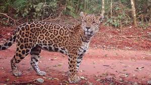 Buscan a dos cachorros de yaguareté desaparecidos hace cuatro meses en Misiones.