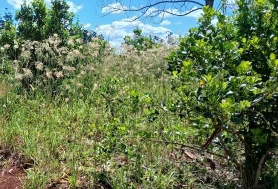 “Es una crisis muy grave y profunda”: Hein advierte por el futuro de la yerba mate en Misiones 1 Crisis productiva: el sector yerbatero atraviesa uno de los escenarios más difíciles de los últimos años.