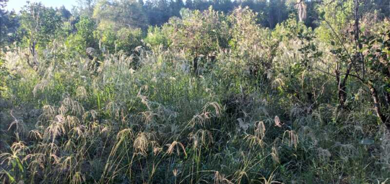 Gustavo Hein advirtió que la producción de yerba mate en Misiones continúa en rojo en el semáforo de Coninagro y alertó por precios de abandono, altos costos y una cadena de pagos cada vez más extensa.