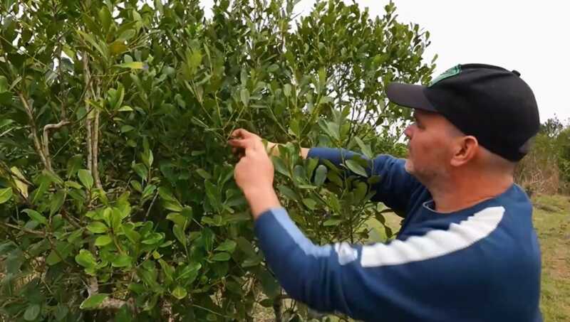 Más productores venden sus chacras en Misiones por baja rentabilidad y surgen consultas desde Europa 2 yerbales chacras en venta Misiones