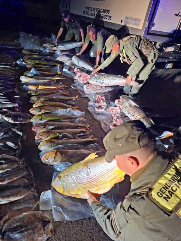 Incautan 720 kilos de pescado ilegal en Ituzaingó 1 Ituzaingó