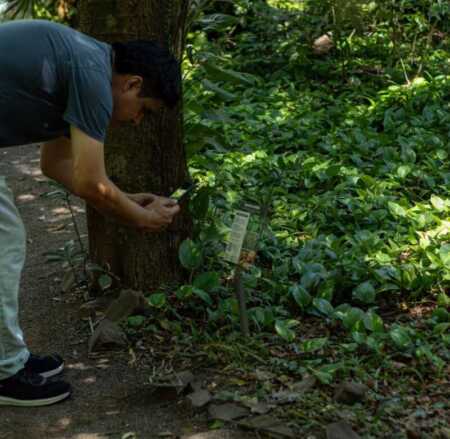 Jardín Botánico: un pulmón verde que educa, preserva y conecta a la comunidad Jardín