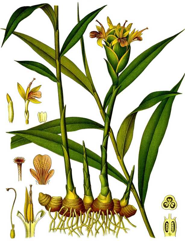 Koeh 146 - 3