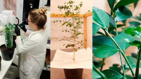Crean en Misiones un biopesticida basado en biotecnología para proteger la producción citrícola Misiones