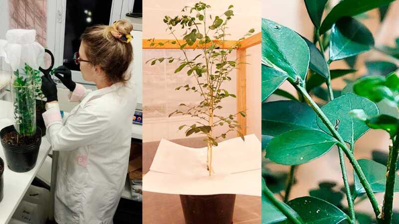 Crean en Misiones un biopesticida basado en biotecnología para proteger la producción citrícola Misiones