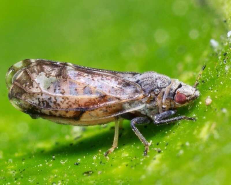 Crean en Misiones un biopesticida basado en biotecnología para proteger la producción citrícola 3 Misiones