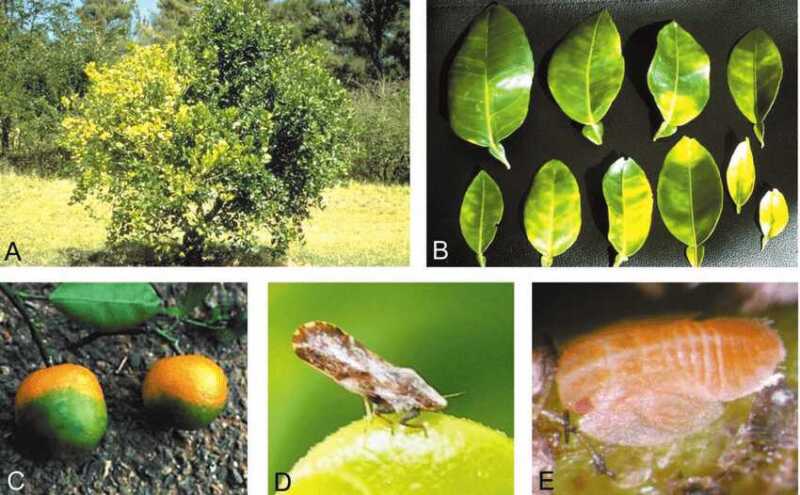 Crean en Misiones un biopesticida basado en biotecnología para proteger la producción citrícola 2 Misiones