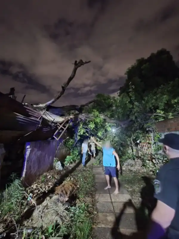 Posadas: un enorme árbol se desplomó sobre dos casas y generó importantes daños Posadas