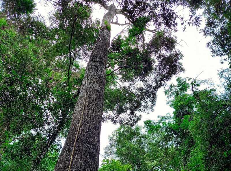 Vida Silvestre ya plantó más de 270 mil árboles nativos en la selva misionera Más de 270 mil árboles nativos ya fueron plantados en Misiones como parte de un proyecto de restauración de la selva impulsado por Vida Silvestre junto a familias rurales.