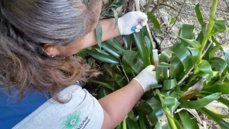 Eliminación de criaderos: Posadas refuerza acciones contra el dengue