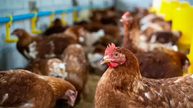 Alerta en Argentina por nuevos casos de gripe aviar Gripe