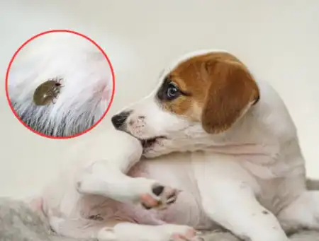 Aumenta la presencia de pulgas y garrapatas en mascotas de Misiones por el clima pulgas