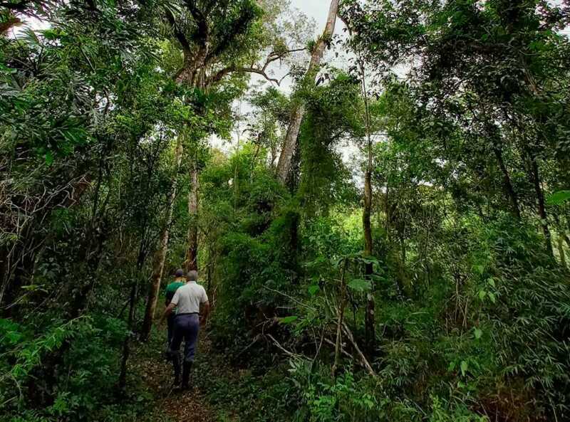 Vida Silvestre ya plantó más de 270 mil árboles nativos en la selva misionera 3 La restauración del bosque nativo busca fortalecer corredores biológicos clave para especies como el yaguareté y mejorar la calidad de vida de las comunidades rurales.