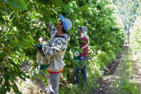 trabajadores cosecheros - 6