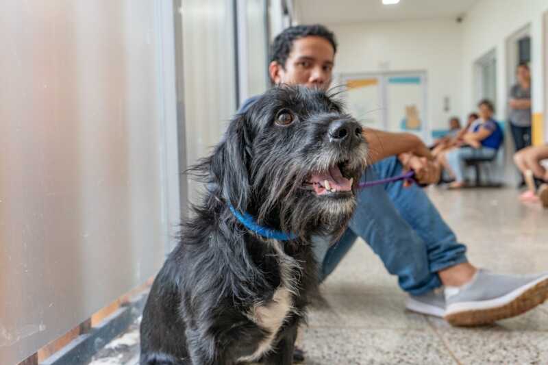 IMUSA intensifica operativos veterinarios y amplía cobertura en los barrios