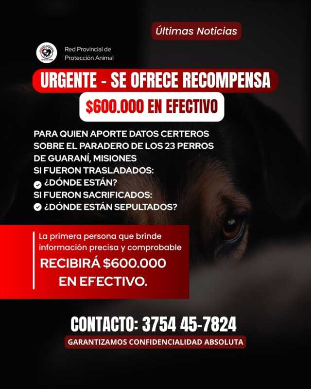 Buscan a 23 perros desaparecidos en Guaraní y crece la polémica 4 Investigan el paradero de 23 perros trasladados por la Municipalidad de Guaraní