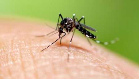 Chikungunya en alza: ya hay 837 casos en la Argentina Chikungunya