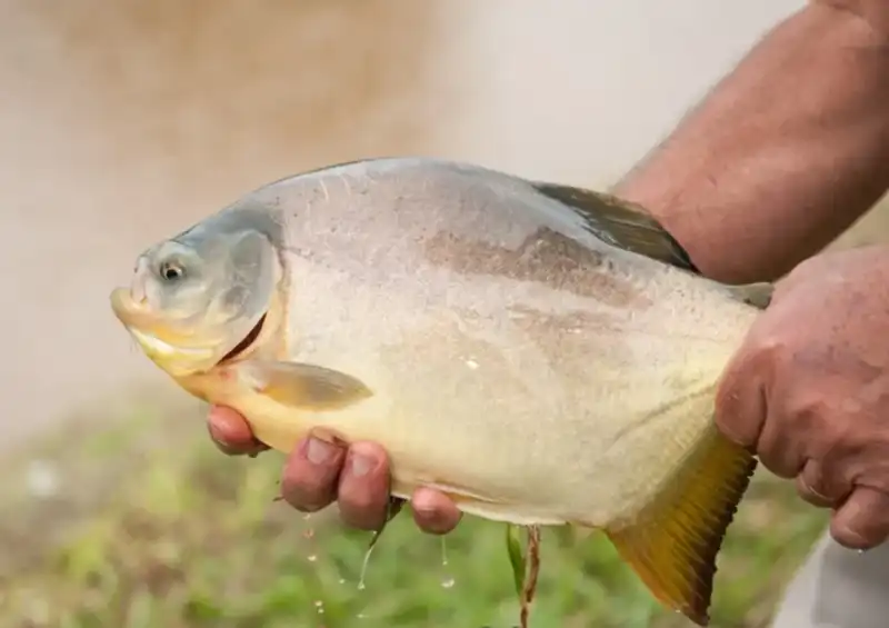 Misiones reforzó su cadena acuícola con la venta de 16.500 kilos de pescado Misiones