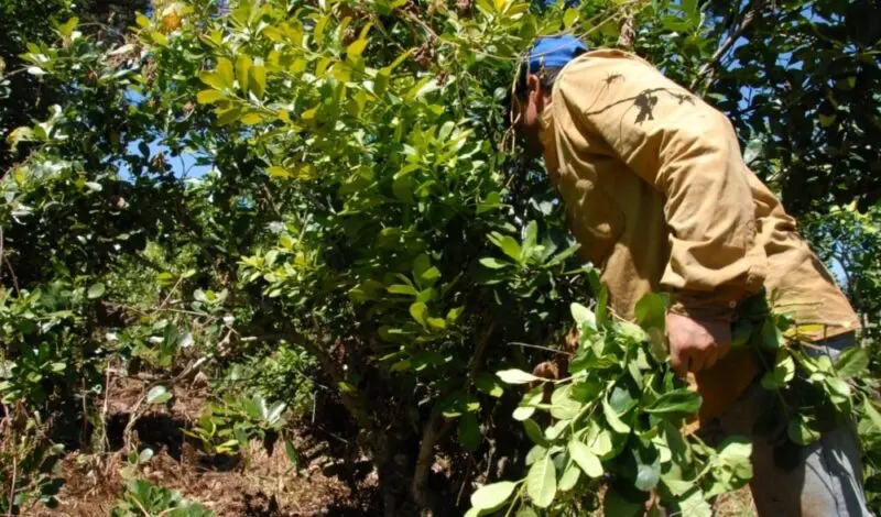Misiones, entre las provincias con mayor migración de obreros rurales Misiones