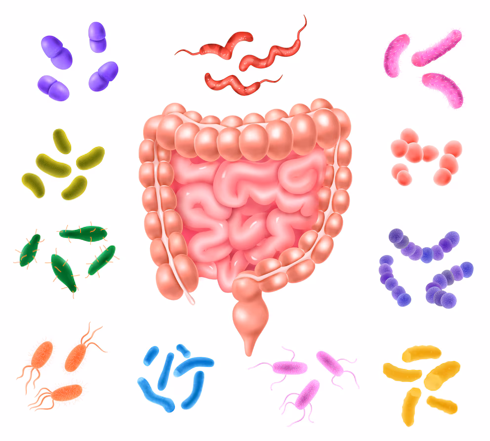 Avanza la investigación sobre vitamina D y enfermedades intestinales 2 Vitamina D: resultados alentadores en pacientes con enfermedades intestinales