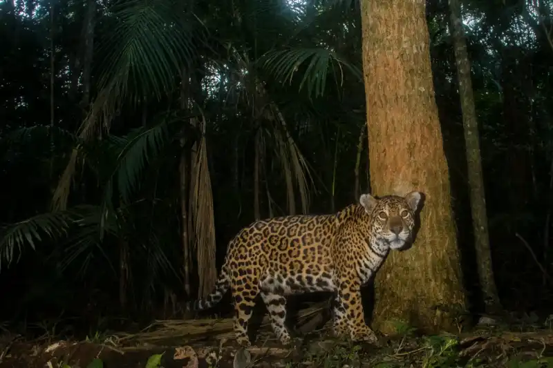 Más de 250 cámaras trampa se instalan en el Bosque Atlántico para monitorear al yaguareté, especie en peligro crítico.