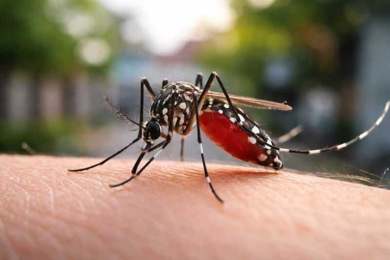 El mosquito Aedes aegypti, principal vector del chikungunya, prolifera en entornos urbanos con agua estancada.