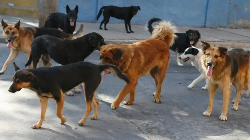 Buscan a 23 perros desaparecidos en Guaraní y crece la polémica descarga - 3