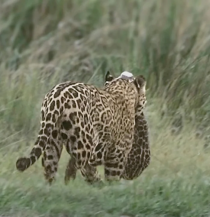 Rewilding Argentina confirmó el nacimiento de una nueva cría de yaguareté en Iberá. La población silvestre ya alcanza los 50 ejemplares.