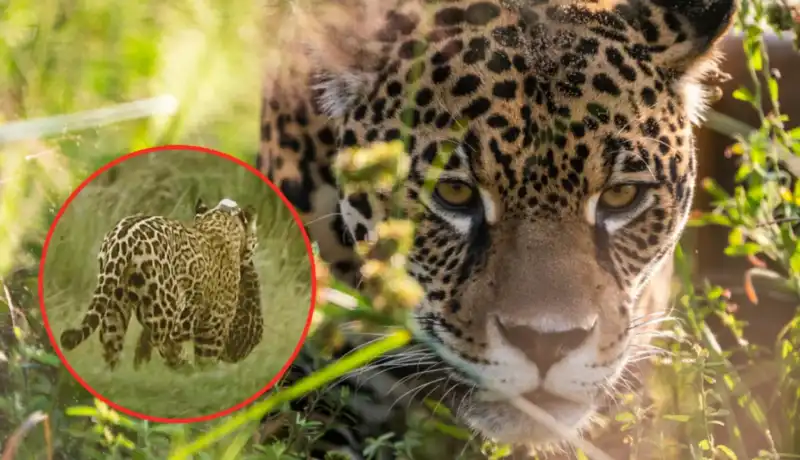 Rewilding Argentina confirmó el nacimiento de una nueva cría de yaguareté en Iberá. La población silvestre ya alcanza los 50 ejemplares.