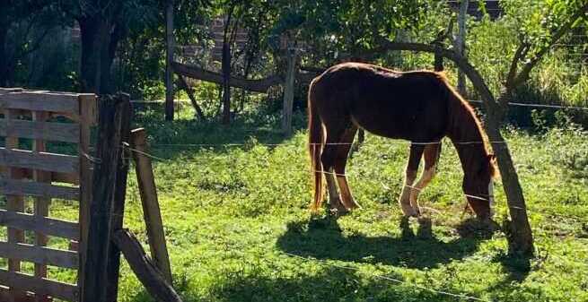Un nuevo episodio con un caballo muerto encendió las alarmas en Posadas 526745044 1151607413667922 8006629205163821836 n e1780009682917 - 1