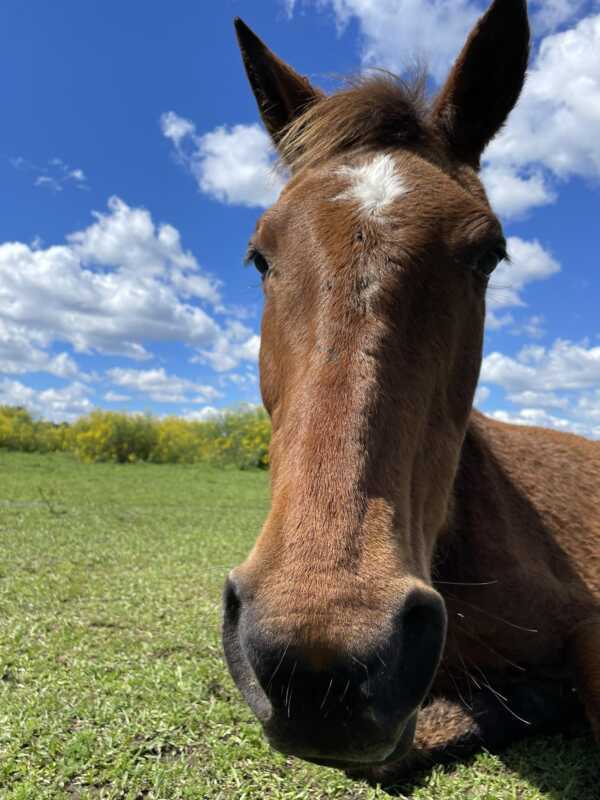 Un nuevo episodio con un caballo muerto encendió las alarmas en Posadas 8 598600546 1259870402841622 6420895286246115719 n e1780009330738 - 7